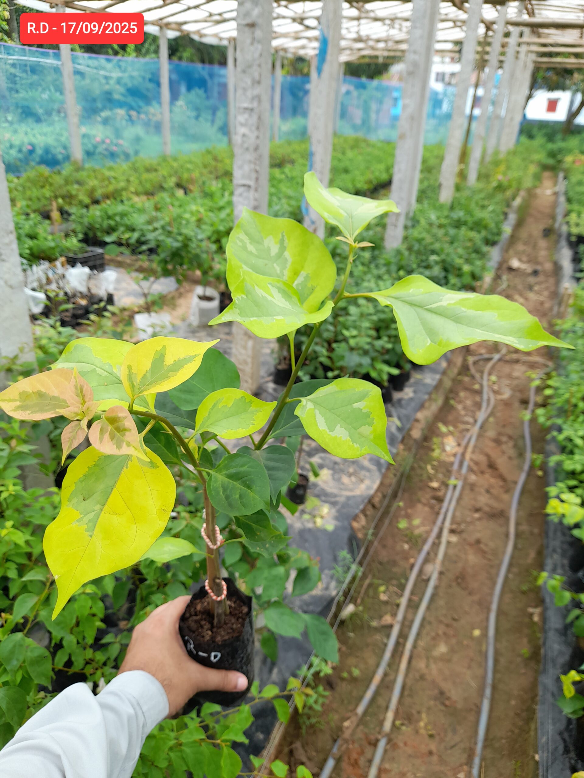 Royal Dauphine Baganbilash