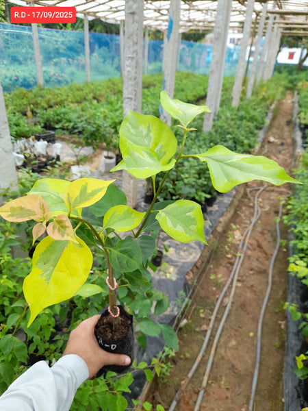 Royal Dauphine Baganbilash