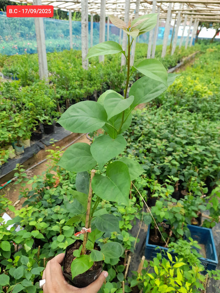 Brown Chocolate Bougainvillea