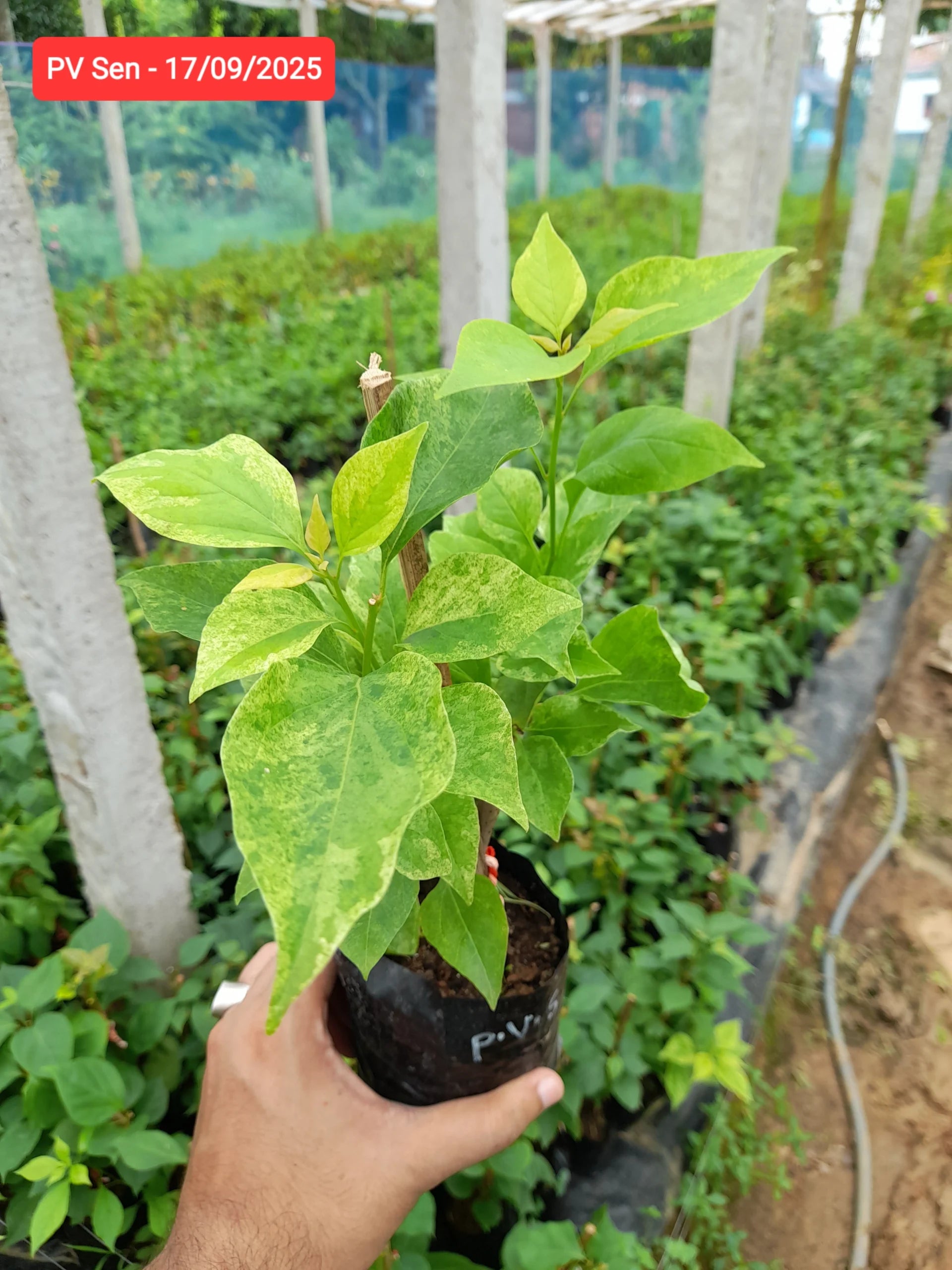 PV Sen Bougainvillea