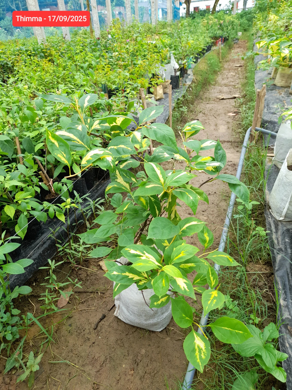 Thimma Bougainvillea