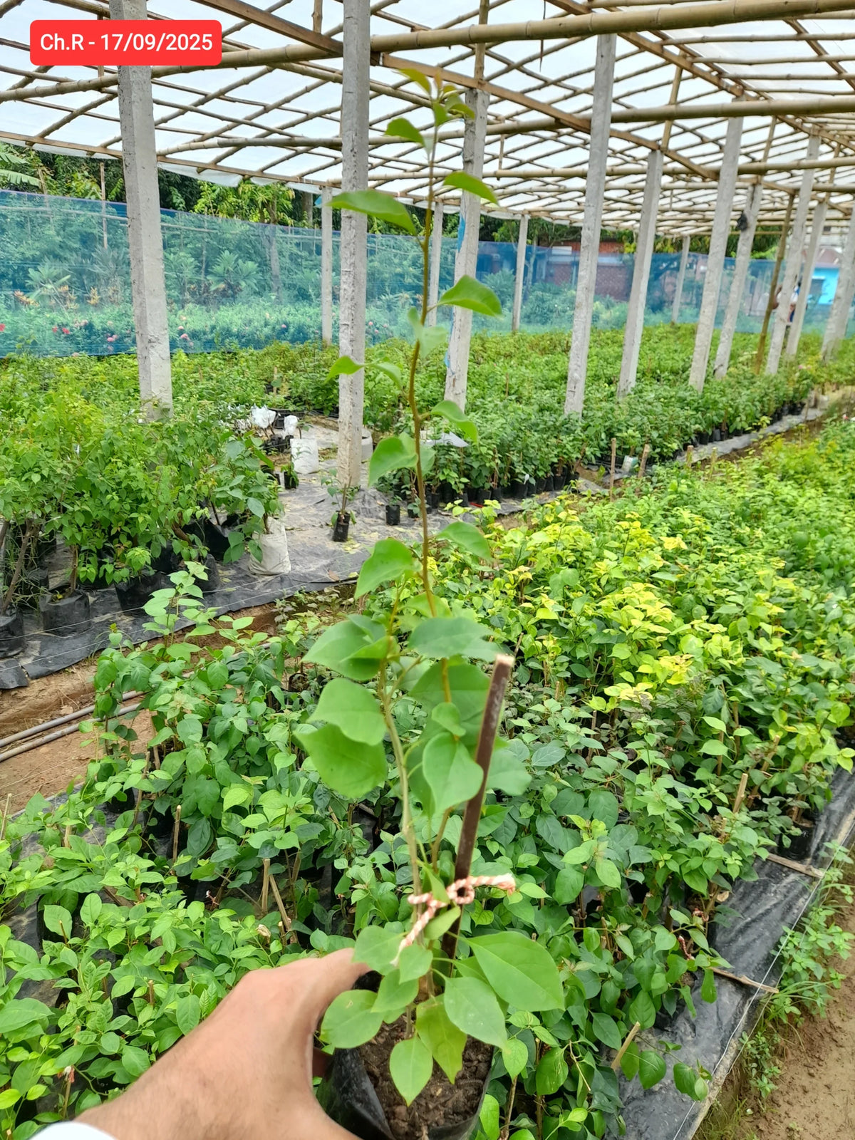 Chili Red Baganbilash