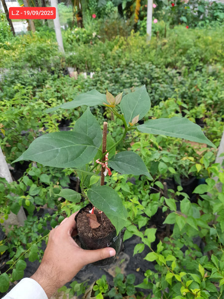 Lady Zyra Bougainvillea