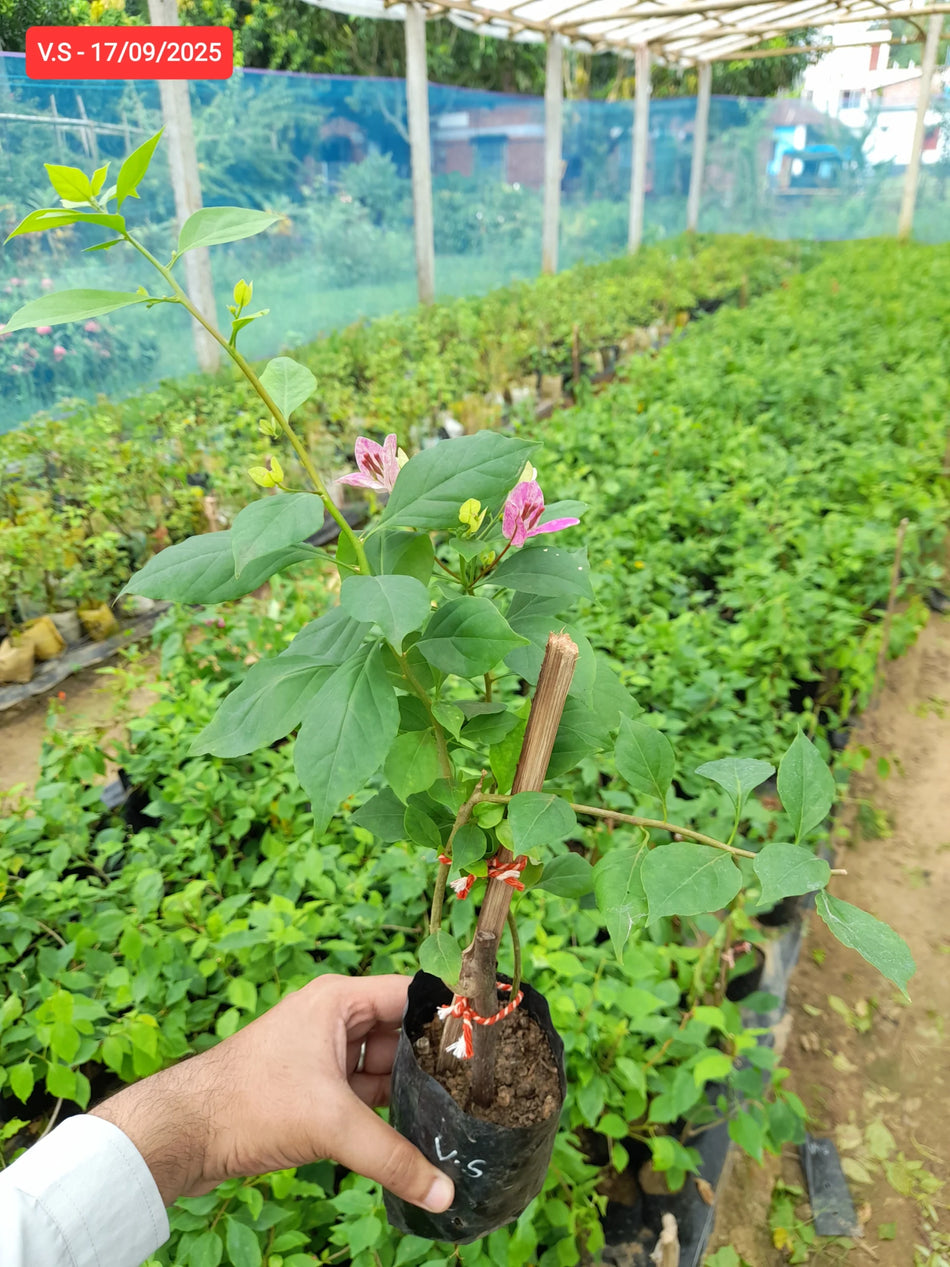 Violet September Bougainvillea