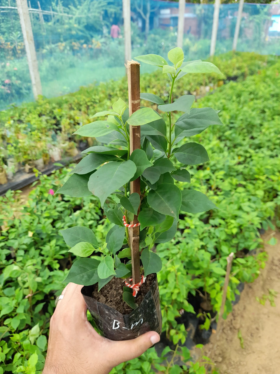 Breeza Magenta Bougainvillea