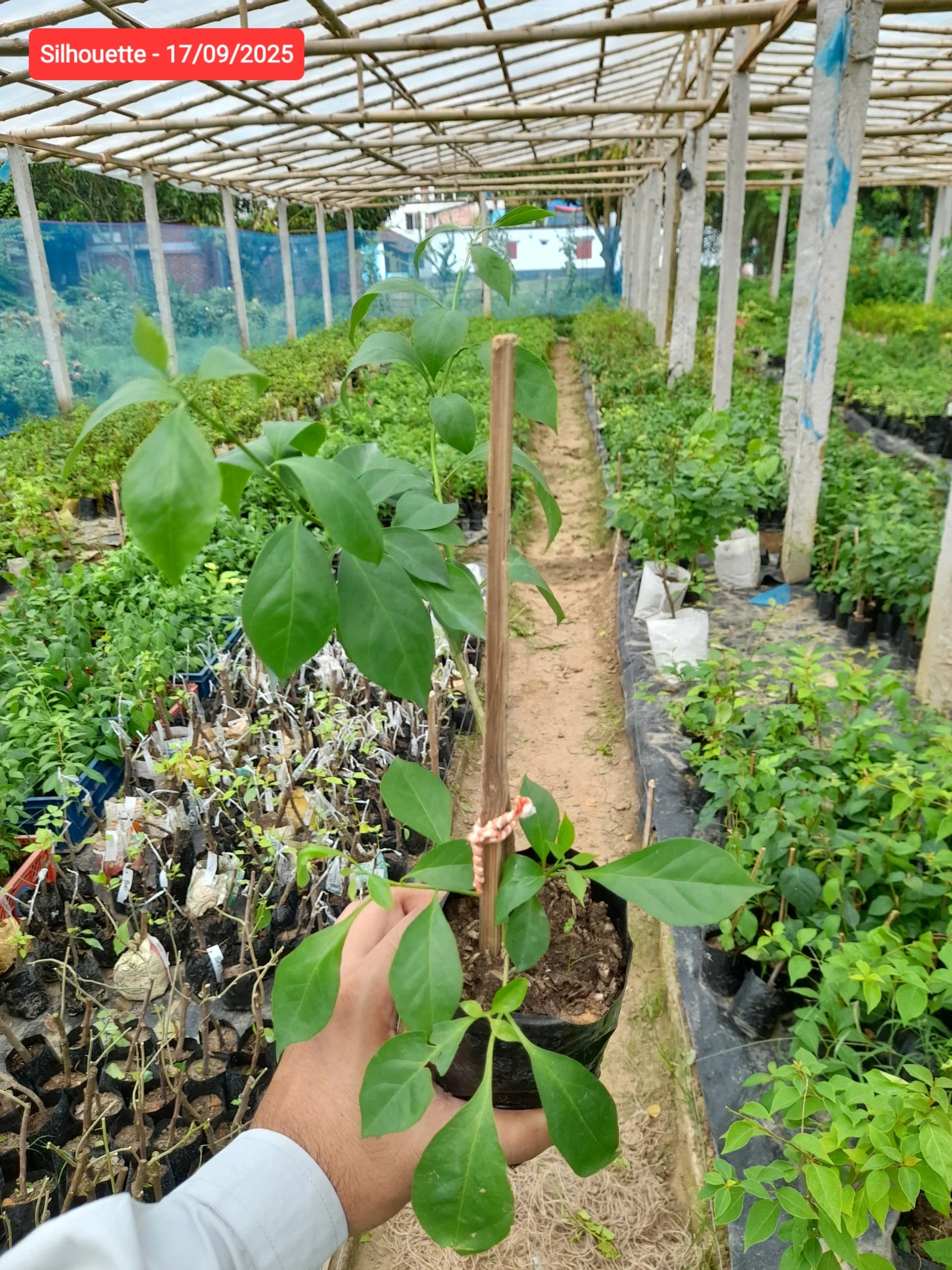 Silhouette Bougainvillea