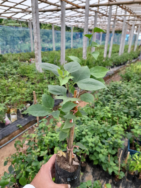 Roma White Bougainvillea