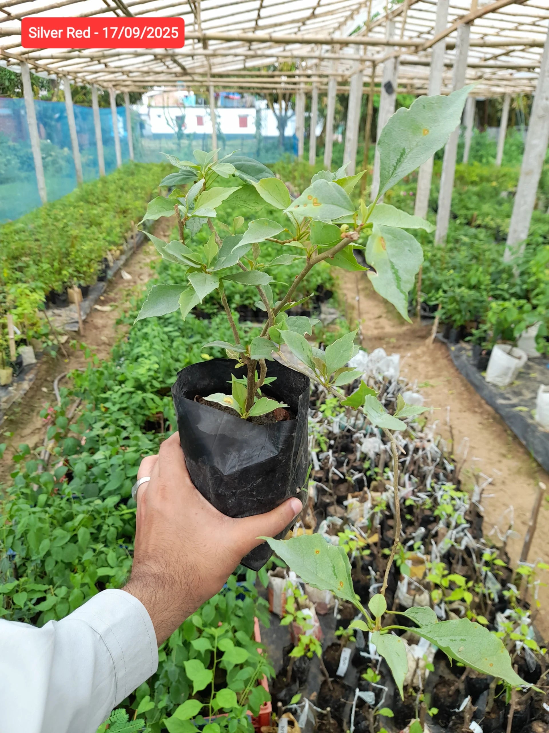Sliver Red Bougainvillea