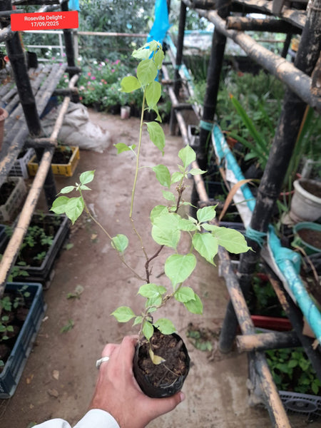 Rosevalley Delight Bougainvillea