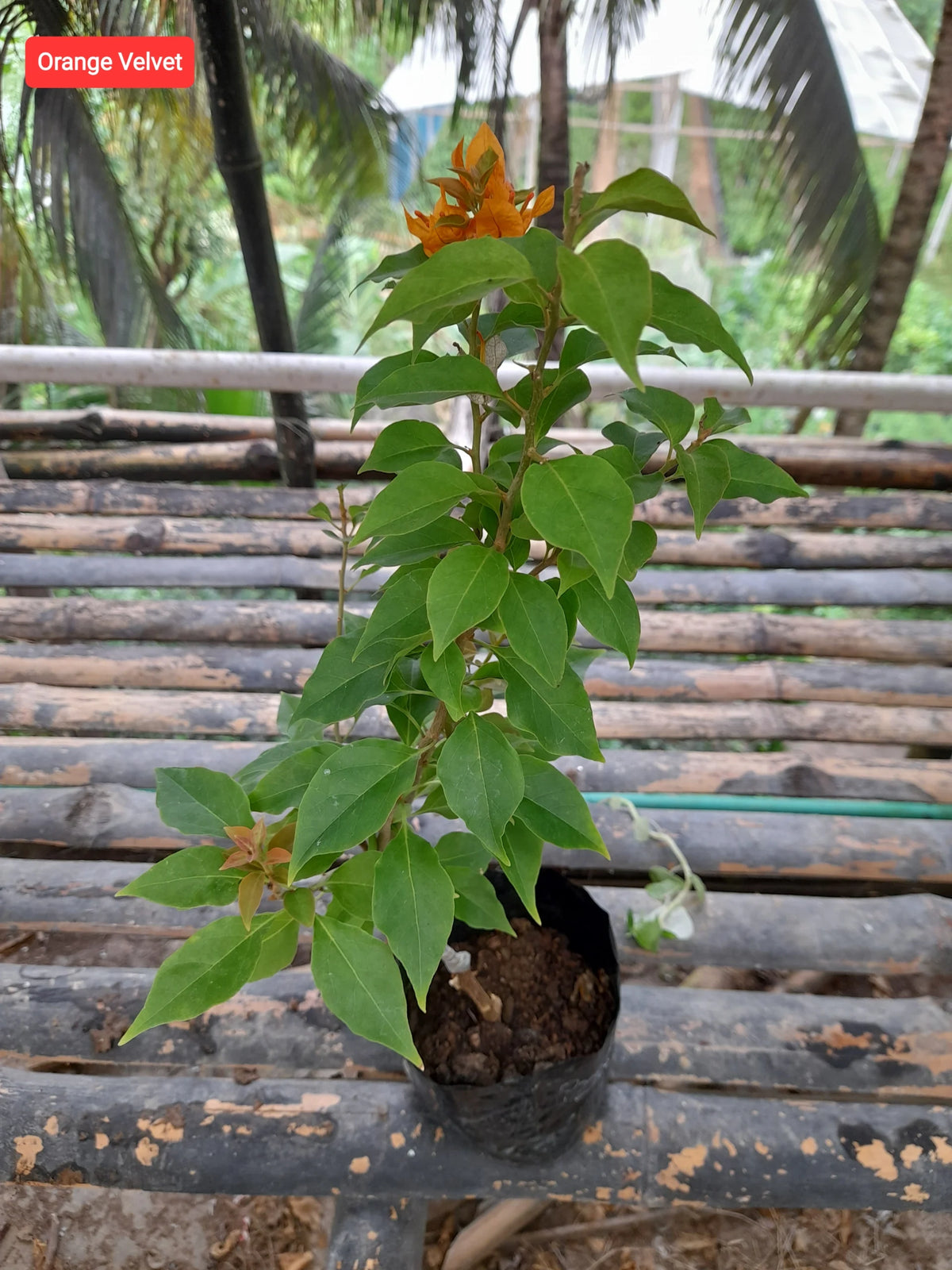 Velvet orange bougainvillea