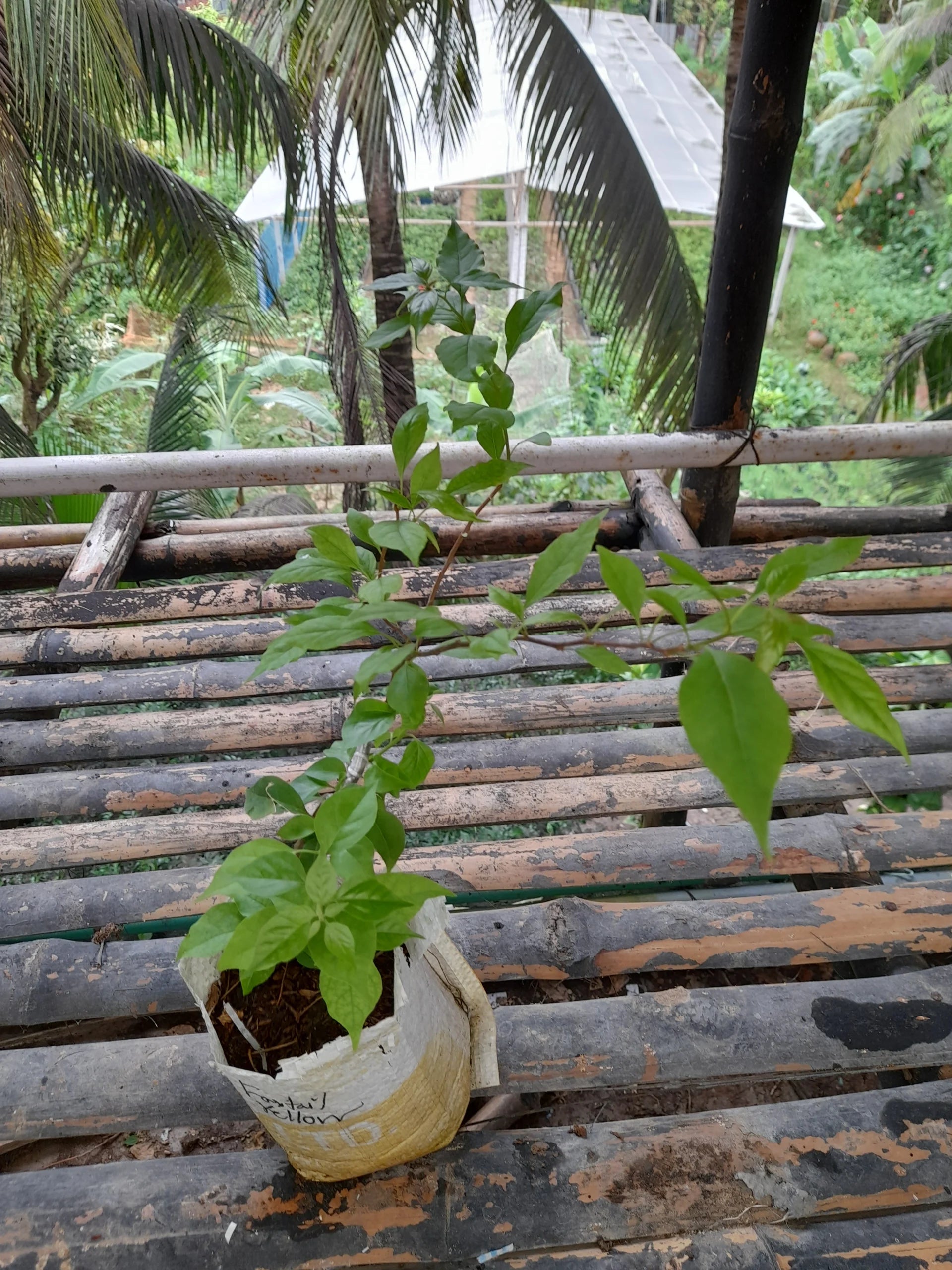 Foxtail Yellow Bougainvillea