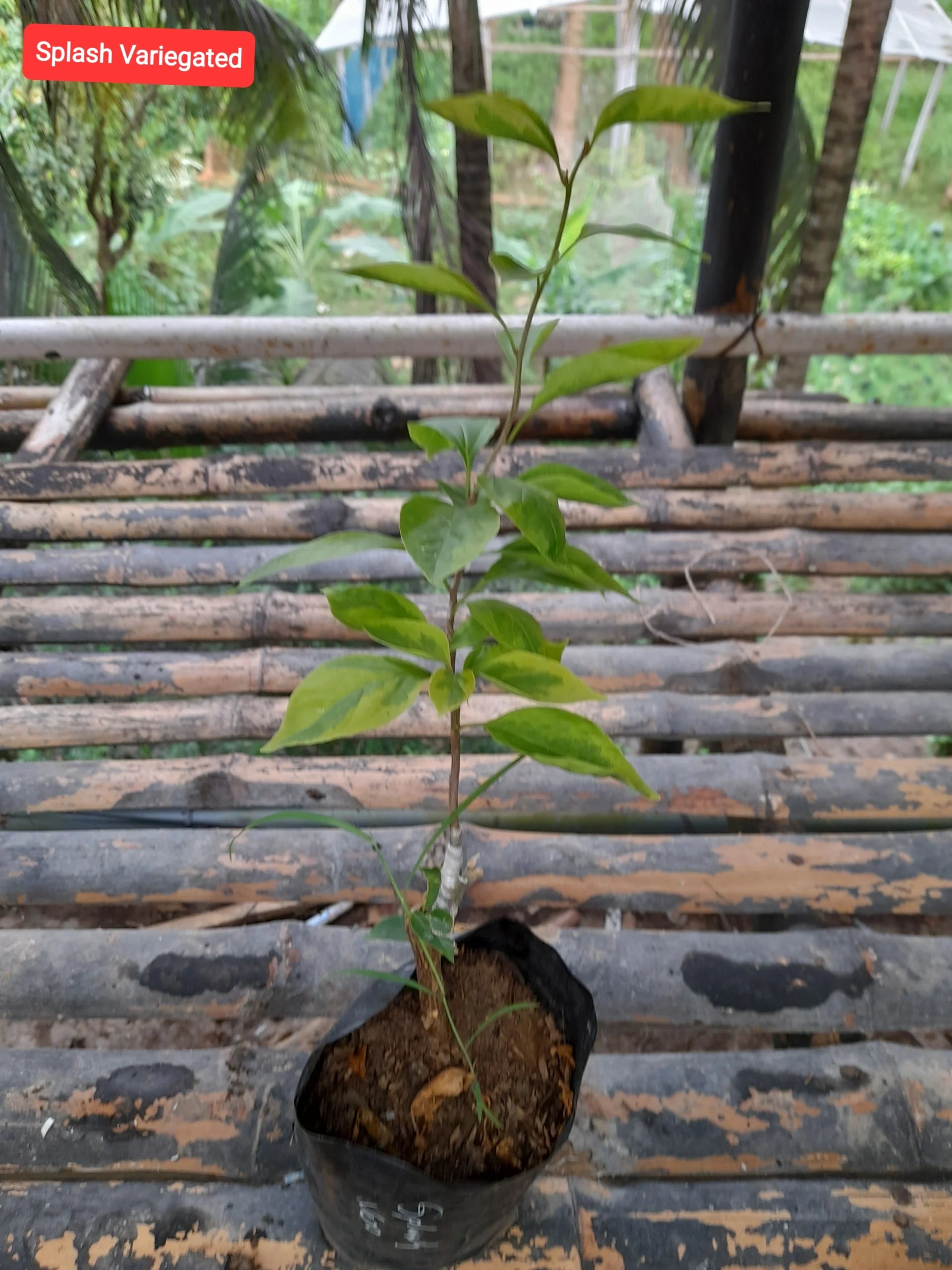 Splash Variegated Bougainvillea