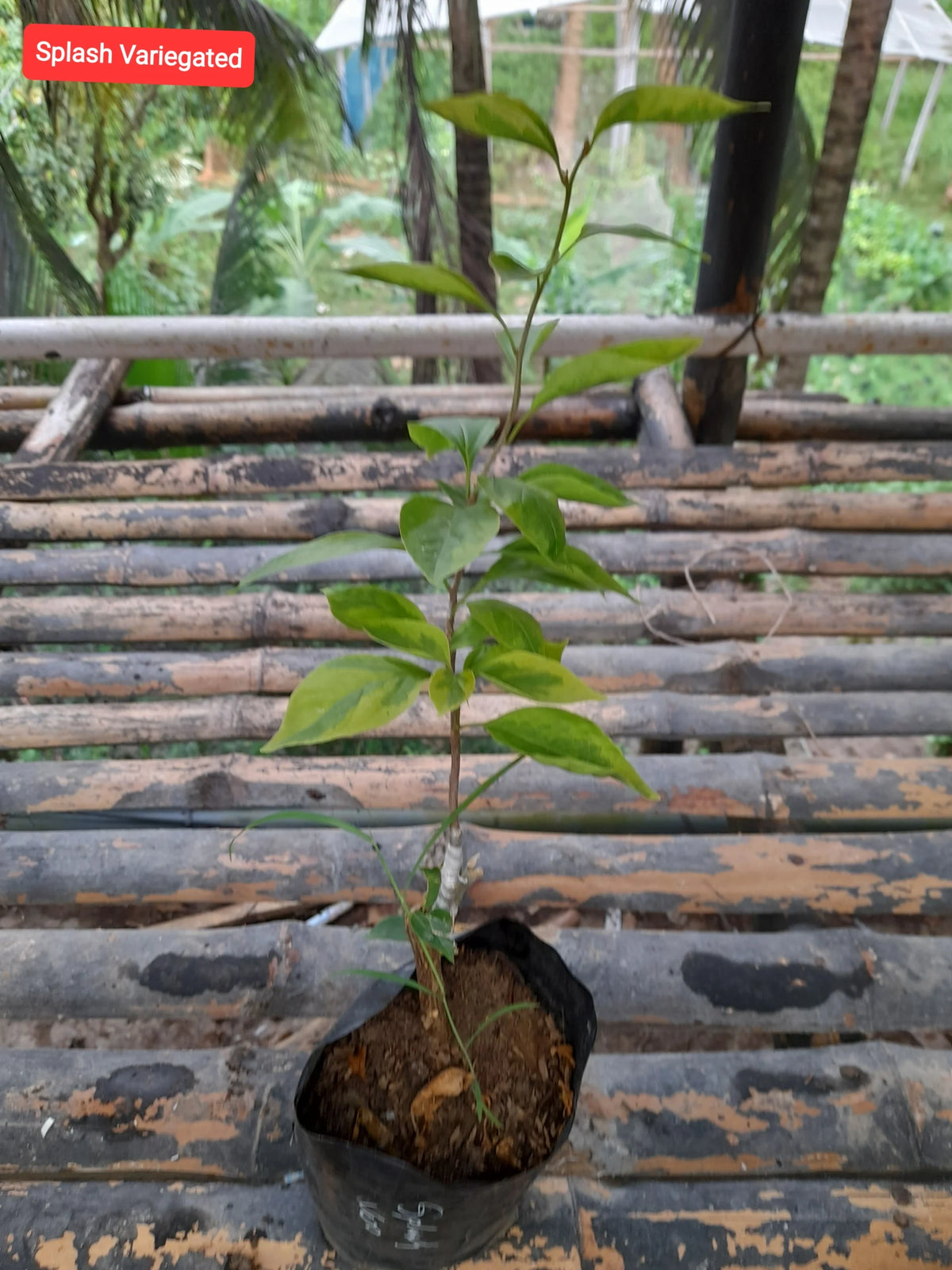 Splash Variegated Bougainvillea