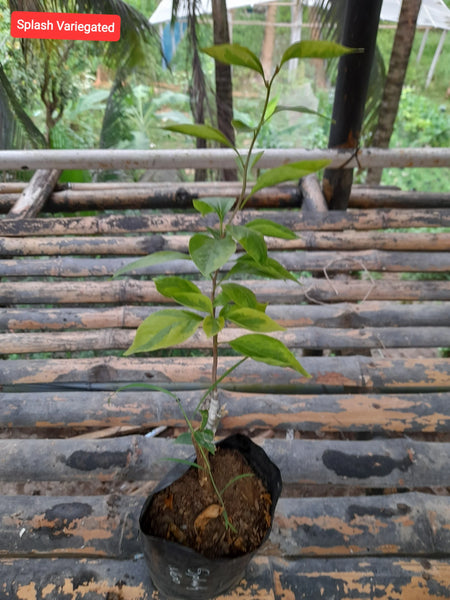 Splash Variegated Bougainvillea