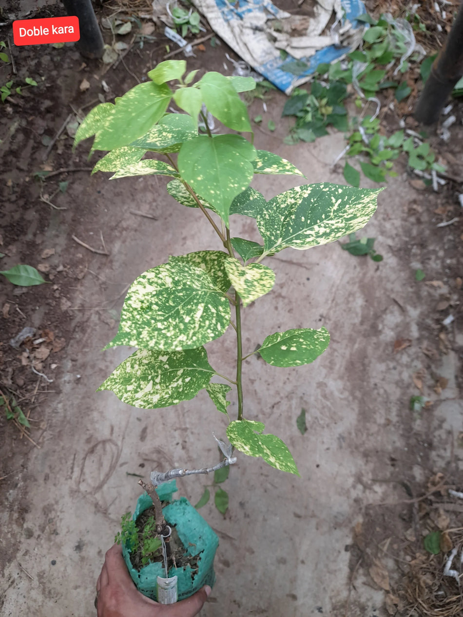 Doble Kara Bougainvillea