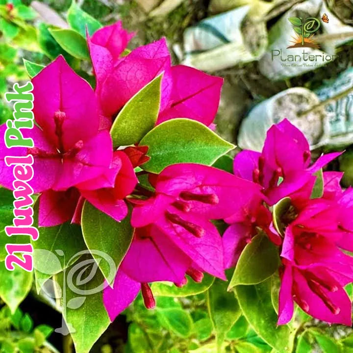 21 Jewel Pink Bougainvillea