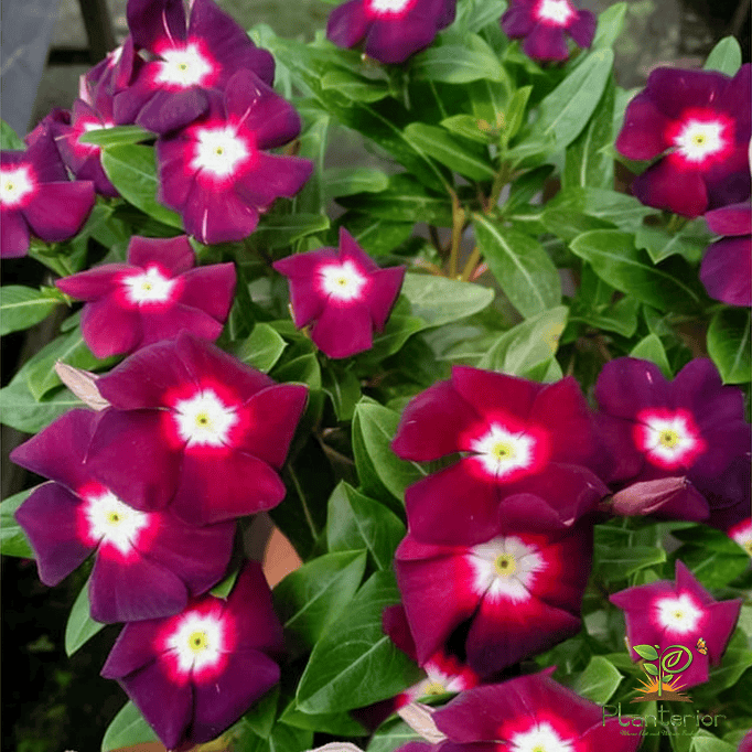ইন্দোনেশিয়া নয়নতারা | Exotic Red Halo Vinca | Noyontara