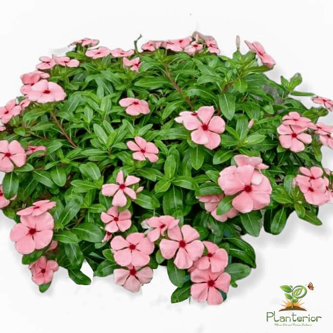 ইন্দোনেশিয়া নয়নতারা | Peach Apricot Vinca | Noyontara