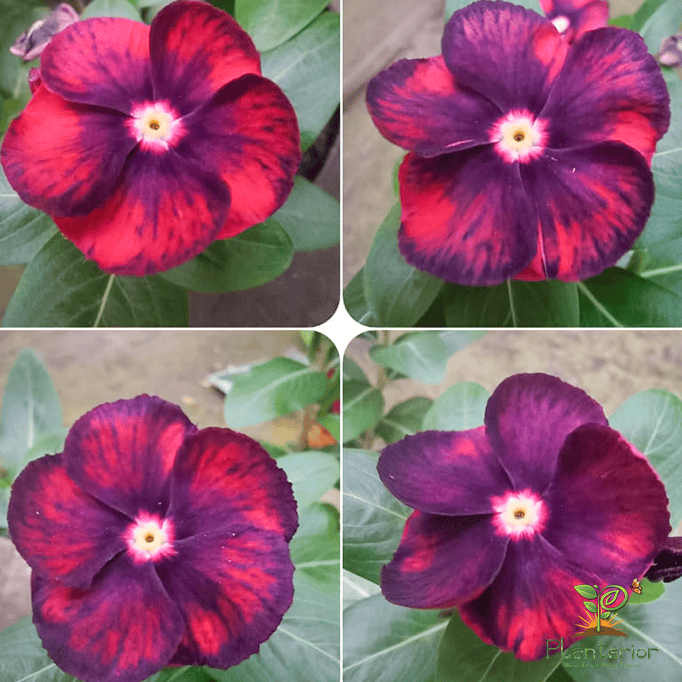 ইন্দোনেশিয়া নয়নতারা | Oren Blast Vinca | Noyontara