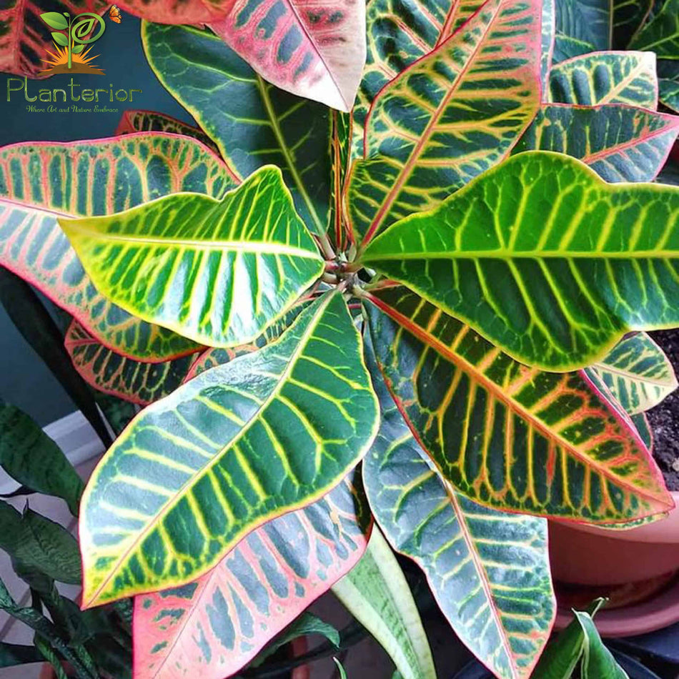 পাতাবাহার চারা | Garden Croton Plant | Croton | M