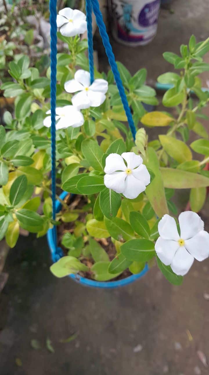 সাদা নয়নতারা | Pure White Vinca (Nayantara) – Low Maintenance Live Plant