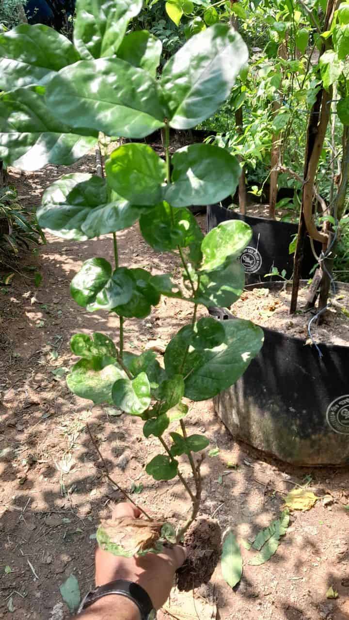 বেলি ফুলের চারা | Belly Flower | Jasmine flower | জেসমিন ফুল