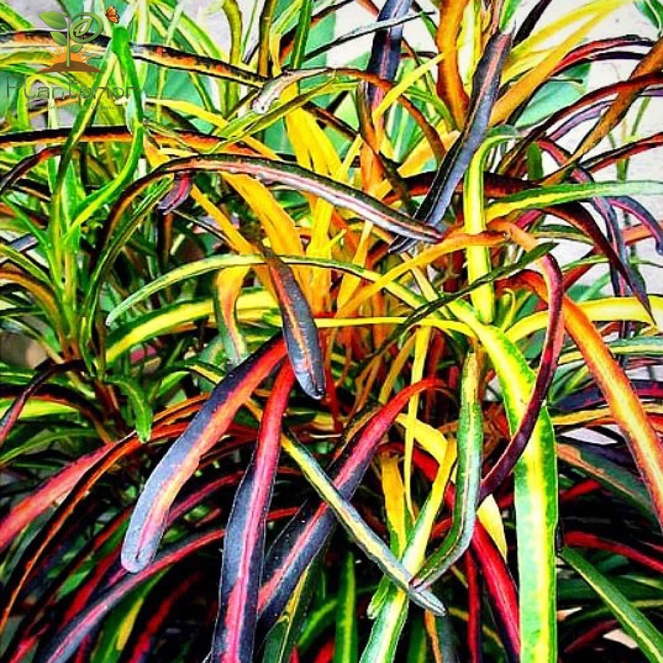 পাতাবাহার চারা | Garden Croton Plant | Croton | L
