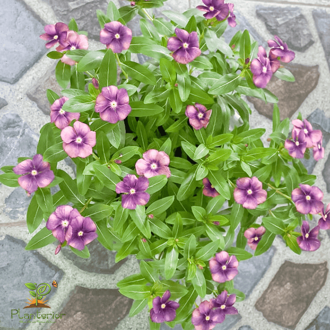 ইন্দোনেশিয়া নয়নতারা | Exotic Purple Vinca | Noyontara