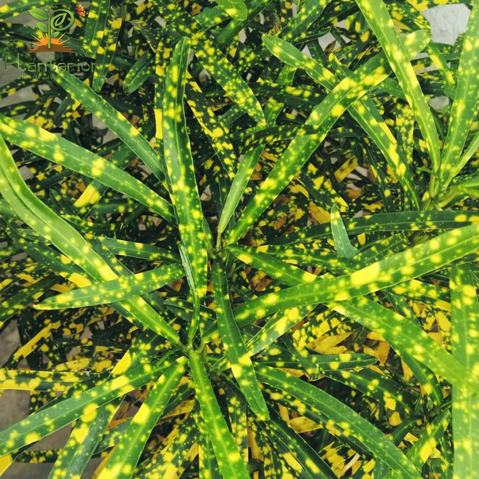পাতাবাহার চারা | Garden Croton Plant | Croton | M