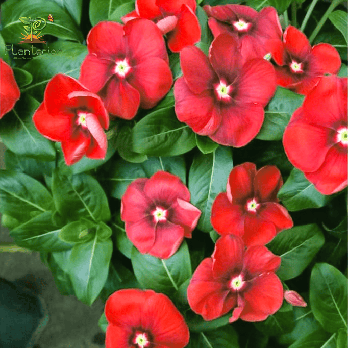 ইন্দোনেশিয়া নয়নতারা | Mata Dewa vinca | Noyontara