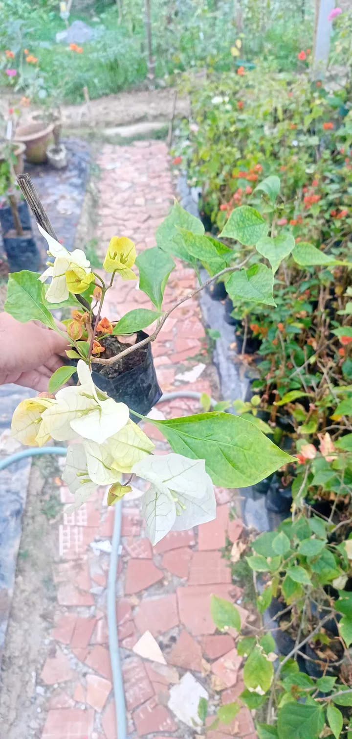 লেডি জায়রা বাগানবিলাস | Lady Zyra Bougainvillea