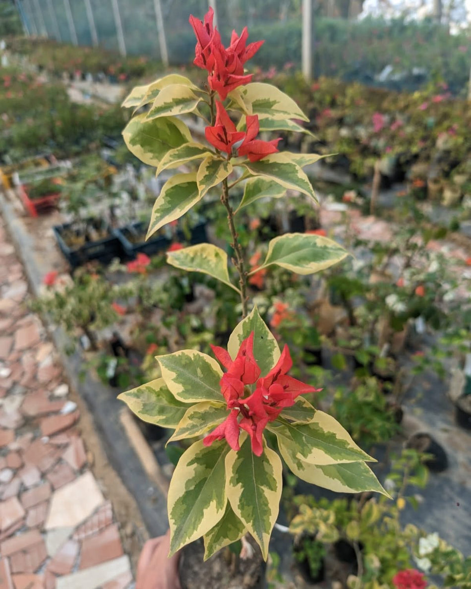 ফক্সটেইল রেড ভেরিগেটেড বাগানবিলাস | Foxtail Red Variegated Baganbilash | Foxtail Red Variegated Bougainvillea Grafted