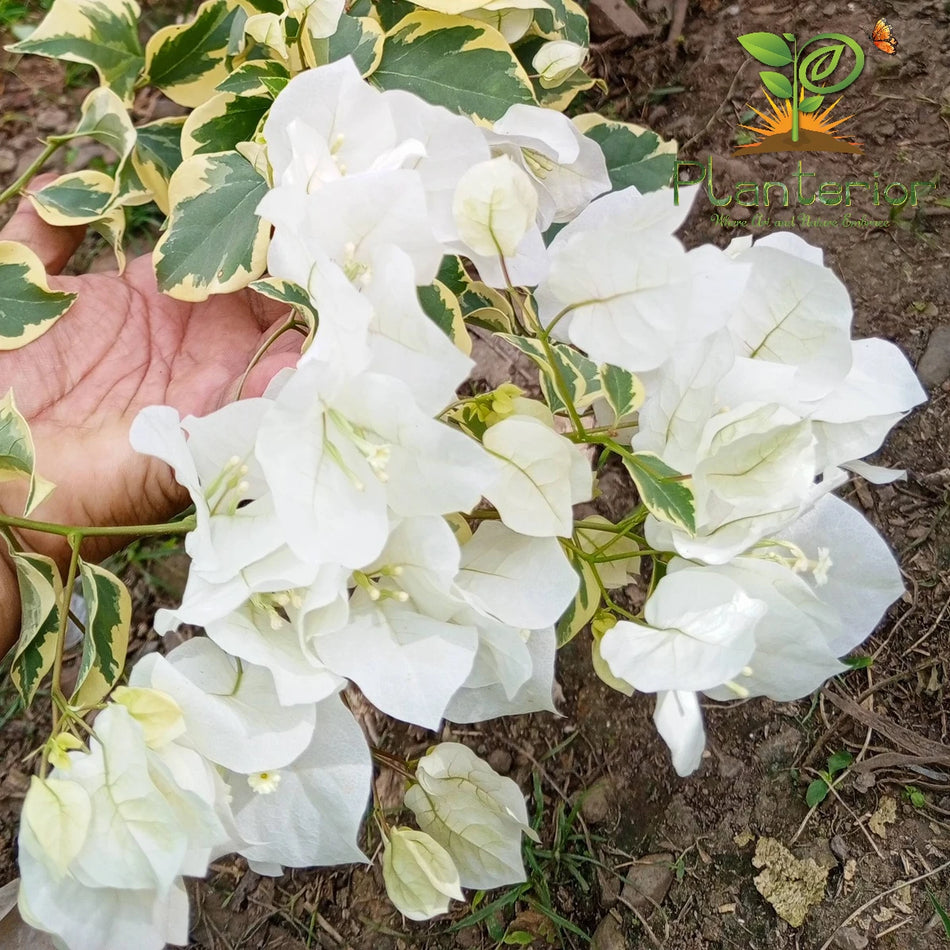 রোমা হোয়াইট ভেরিগ্রেটেড বাগানবিলাশ | Roma White Varigrated Bougainvillea | Roma White Varigrated Baganbilash | সাদা বাগানবিলাস
