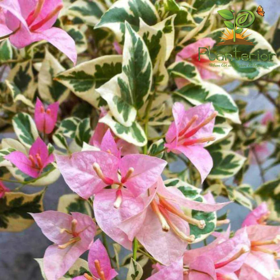 পিংক প্যাচ বাগানবিলাস | Pink Patch Bougainvillea | গোলাপি বাগানবিলাস | High Blooming Bougainvillea | ১২ মাসি বাগানবিলাস