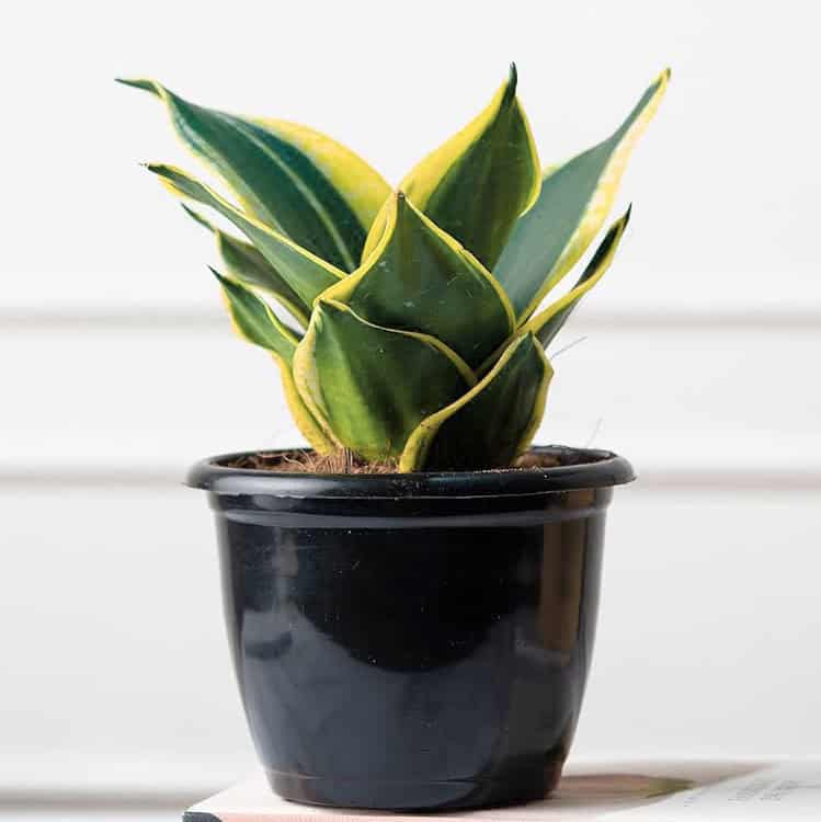 ড্রয়াফ স্নেক প্ল্যান্ট | Dwarf Snake Plant | Unique Snake Plant | Sansevieria Trifasciata | Variegated Snake Plant | Indoor Plant | Full Indoor Plant