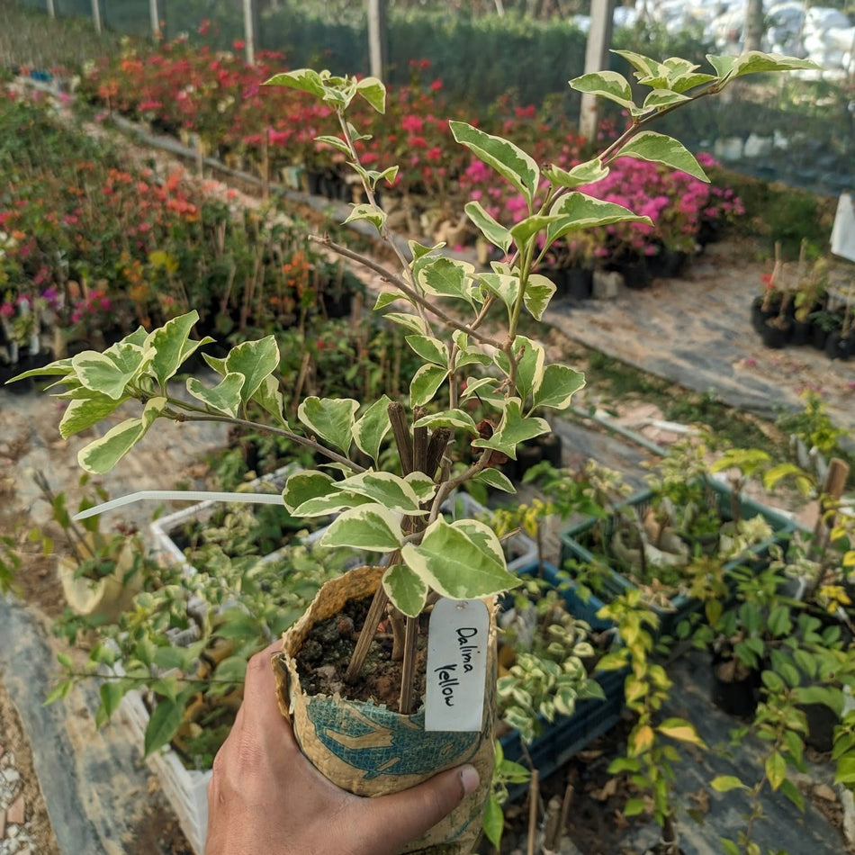 ডেলিমা ইয়োলো বাগানবিলাস গ্রাফটেড | Dalima yellow Baganbilash Grafted | Dalima yellow Bougainvillea Grafted