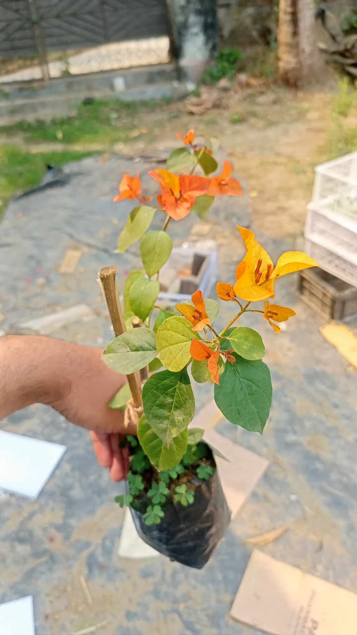 আদারানা বাগানবিলাস | Adarna Baganbilash | Orange-Yellow Bougainvillea