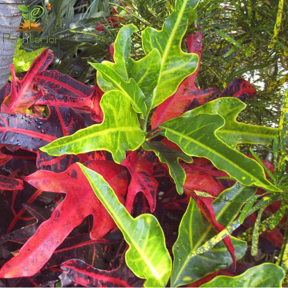 পাতাবাহার চারা | Garden Croton Plant | Croton | L