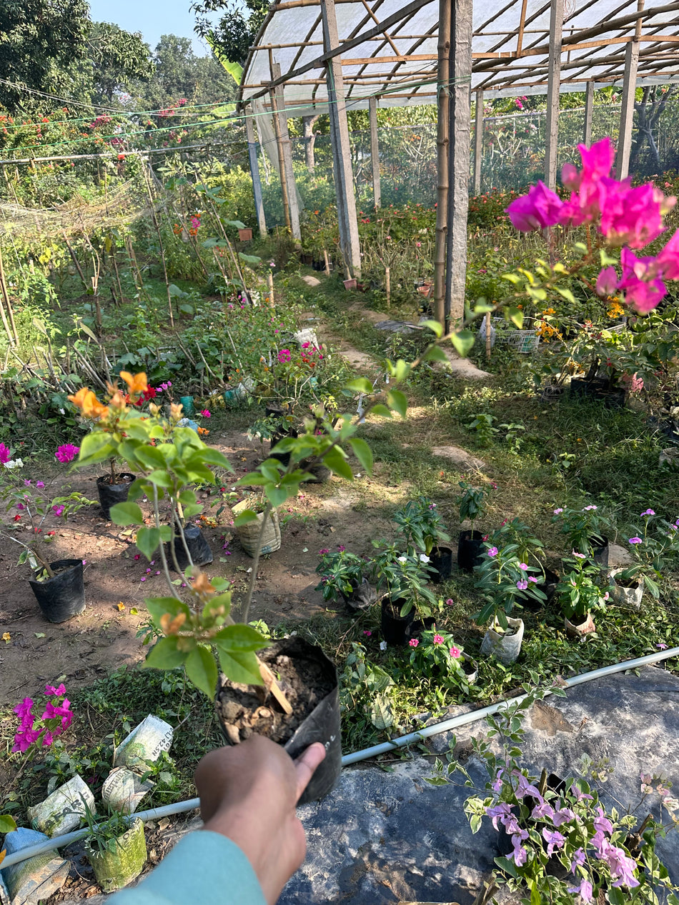 মাল্টিগ্রাফটেড বাগানবিলাস | Multi Grafted Baganbilash | Multi Grafted Bougainvillea