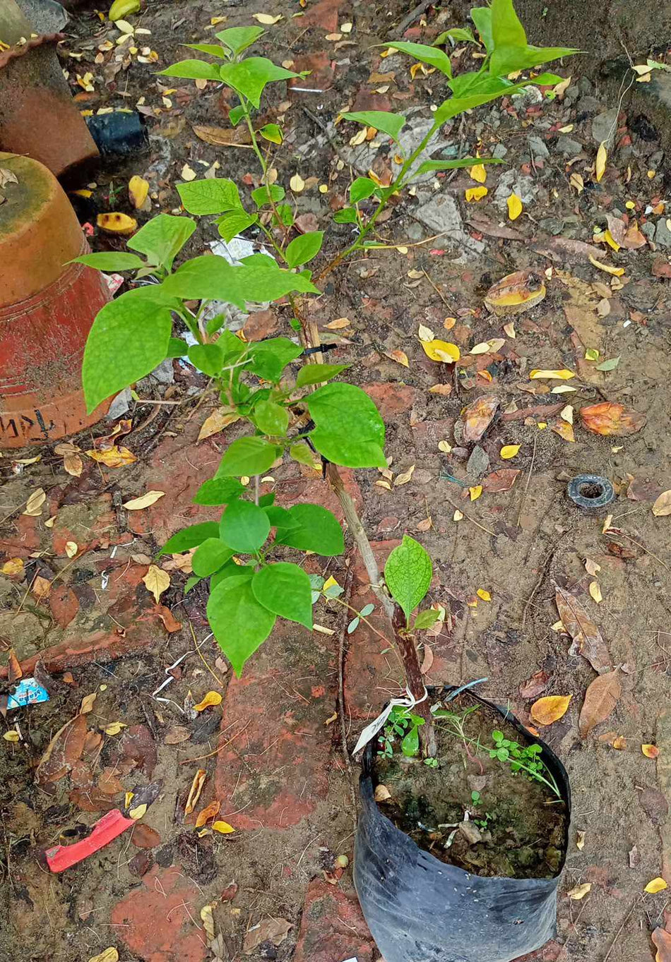 নেসক্যাফে বাগানবিলাশ | Nescafe Bougainvillea (Grafted) | New Variety Bougainvillea