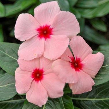 নয়নতারা মিষ্টি কালার | Periwinkle Vinca | Nayanthara Flower