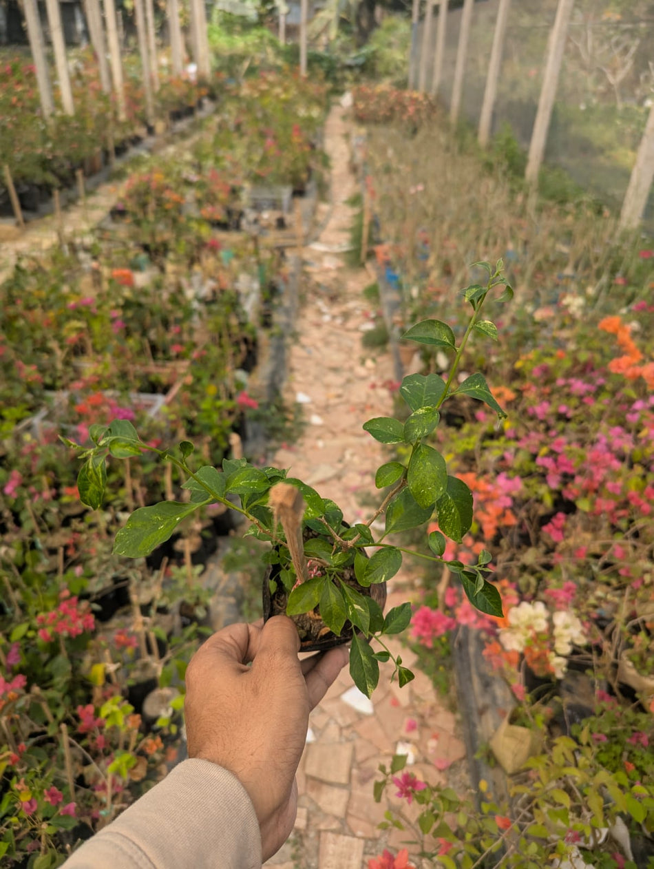 ডুসান বিউটি বাগানবিলাস | Dusun Beauty Bougainvillea | Halka Beguni Baganbilash