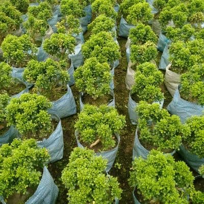 টেবিল কামিনী | Table Kamini | বল কামিনী | Ball Kamini | Murraya Paniculata | Orange Jesmine