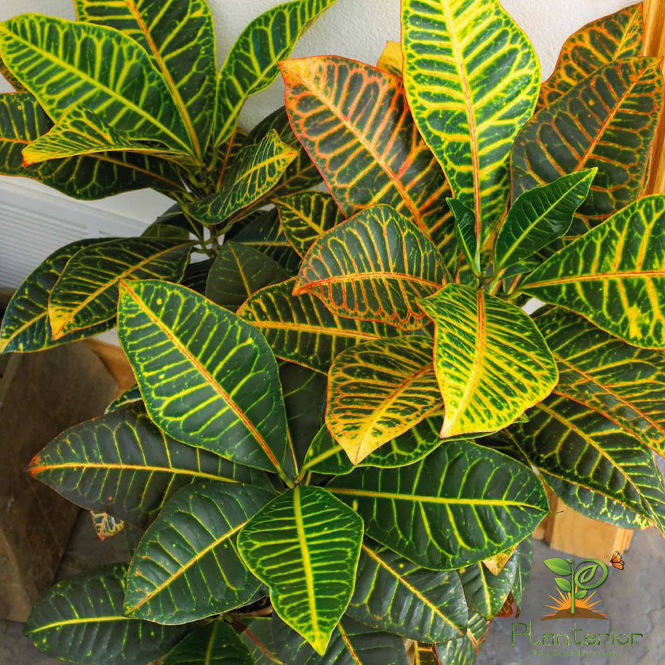 পাতাবাহার চারা | Garden Croton Plant | Croton | M