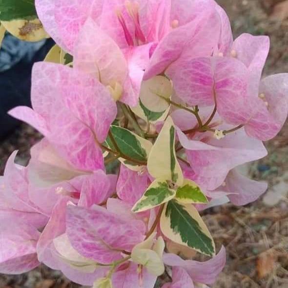 লেডি বার্ড বাটিক বাগানবিলাস | Lady Bird Batik Bougainvillea