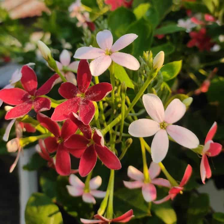 মাধবীলতা ফুল গাছ | Modhumonjuri | Madhobilota | Madhumalti Flower Plant | Jasminum sambac