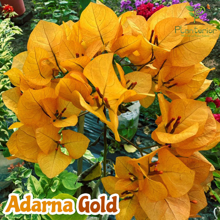 আদারানা ইয়েলো বাগানবিলাস | Adarana Yellow Baganbilash | Adarna Gold Bougainvillea