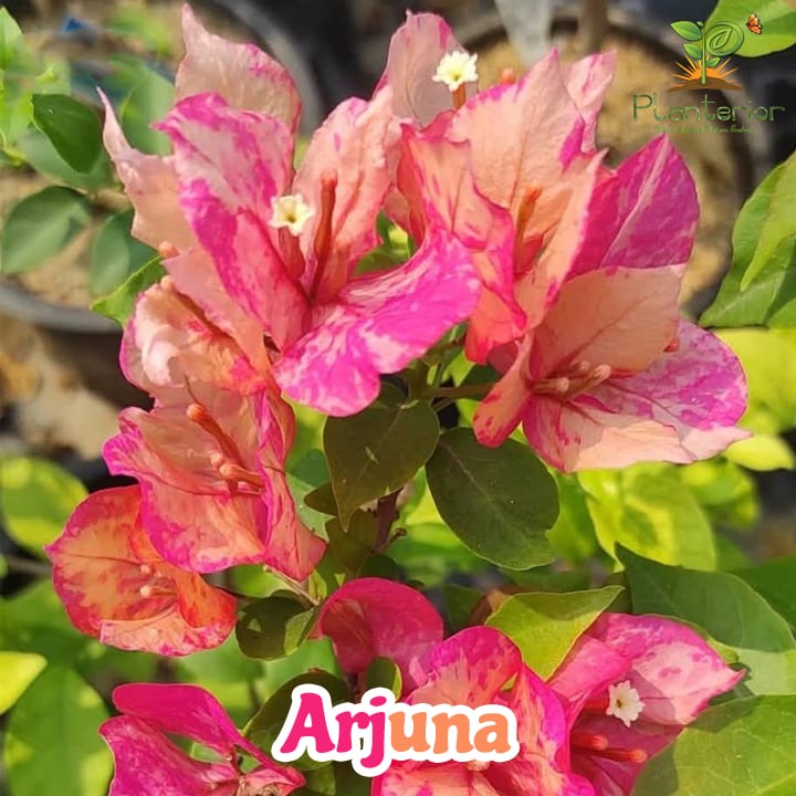 Arjuna