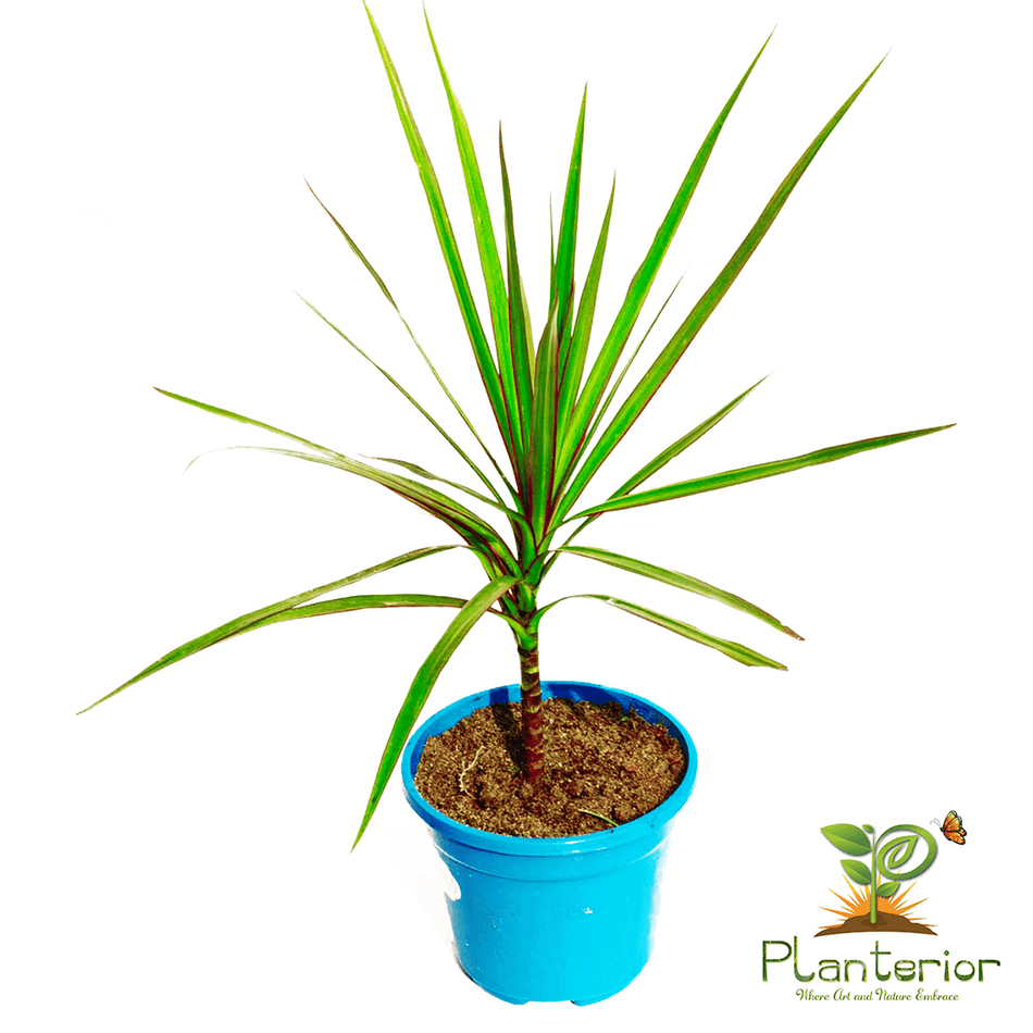ড্রেসিনা প্লান্ট | Dracaena Plant