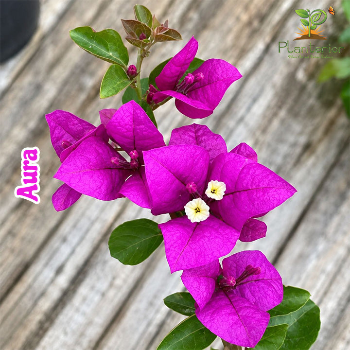 Aura Bougainvillea | ওরা বাগানবিলাস | Purple Baganbilash